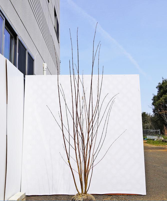 bkta1-21 カツラ本株立ち　2.1m　不在置き了承商品