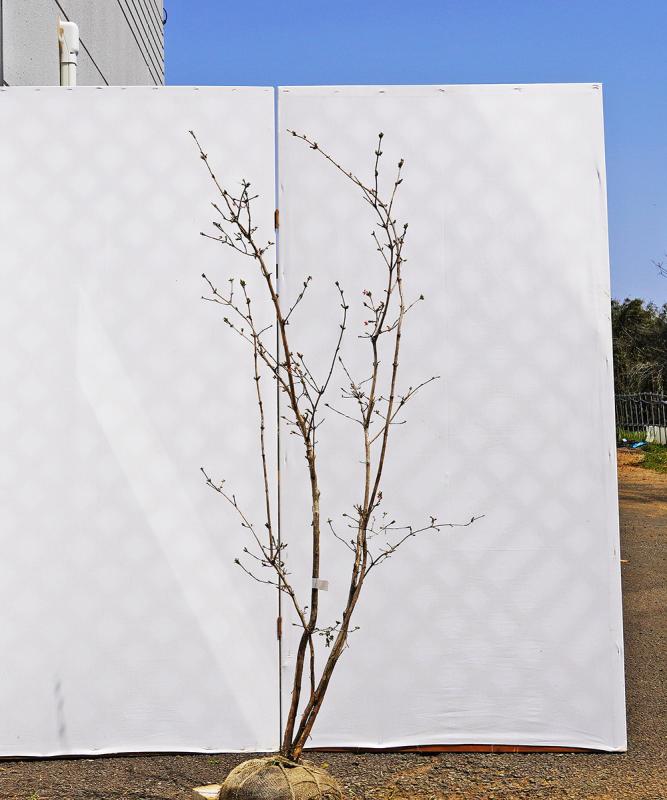 bxxe2-14 【山採り】ウグイスカグラ　高さ1.4ｍ程度　不在置き了承商品
