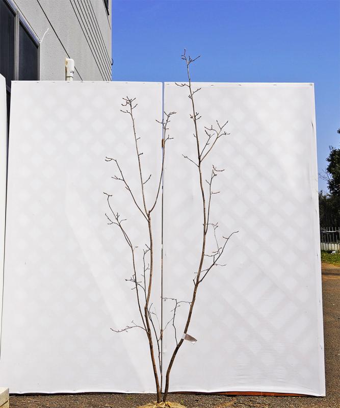 bxxe5-15【山採り】ネジキ　高さ1.5ｍ程度　不在置き了承商品