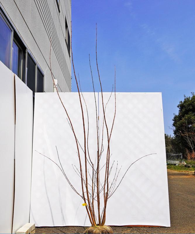 bkta4-23 カツラ本株立ち　2.3m　不在置き了承商品
