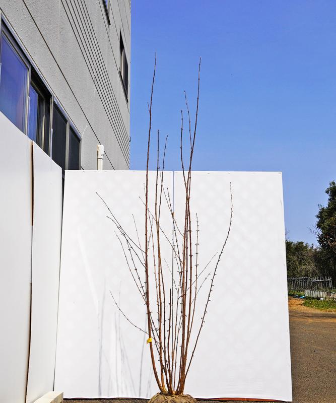 bkta7-23 カツラ本株立ち　2.3m　不在置き了承商品