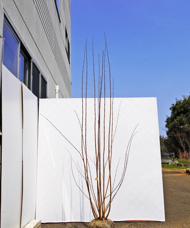bkta10-22 カツラ本株立ち　2.2m　不在置き了承商品