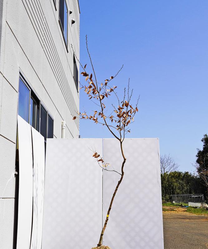 bkba1-29【山採り風】ヤマコウバシ　高さ2.9m　不在置き了承商品
