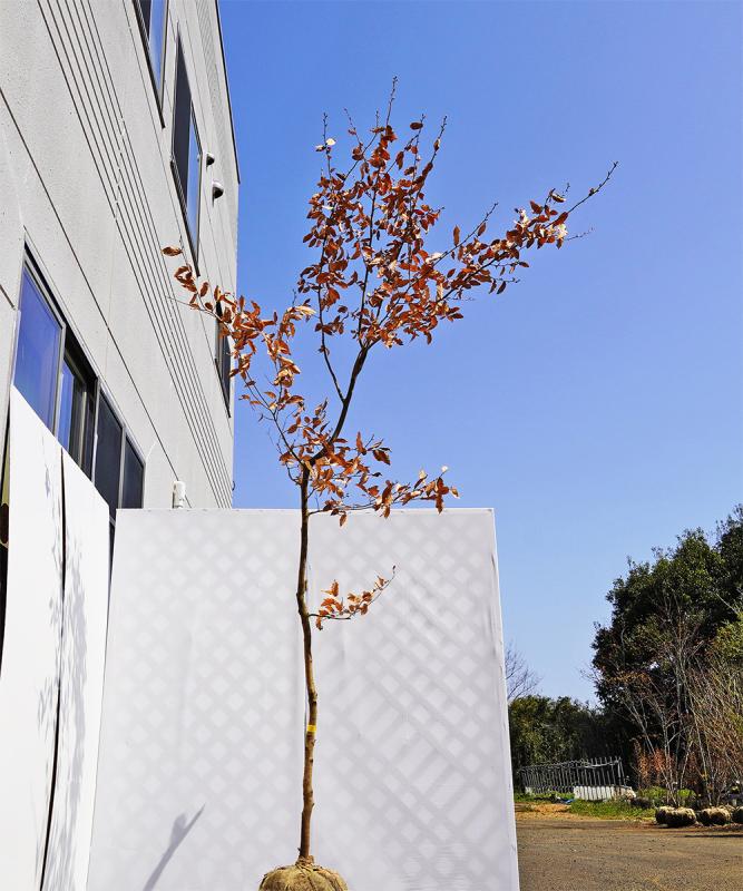 bkba2-31【山採り風】ヤマコウバシ　高3.1m　不在置き了承商品