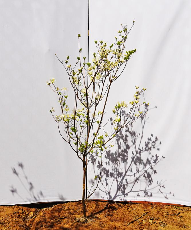 bttd5-14 ヤマツツジ白花　高さ1.4ｍ程度　不在置き了承商品