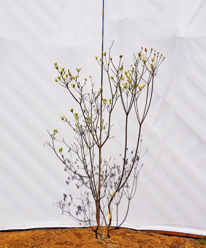 bttd8-11 ヤマツツジ白花　高さ1.1ｍ程度　不在置き了承商品