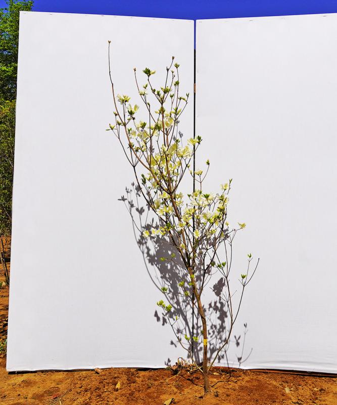 bttd12-15 ヤマツツジ白花　高さ1.5ｍ程度　不在置き了承商品
