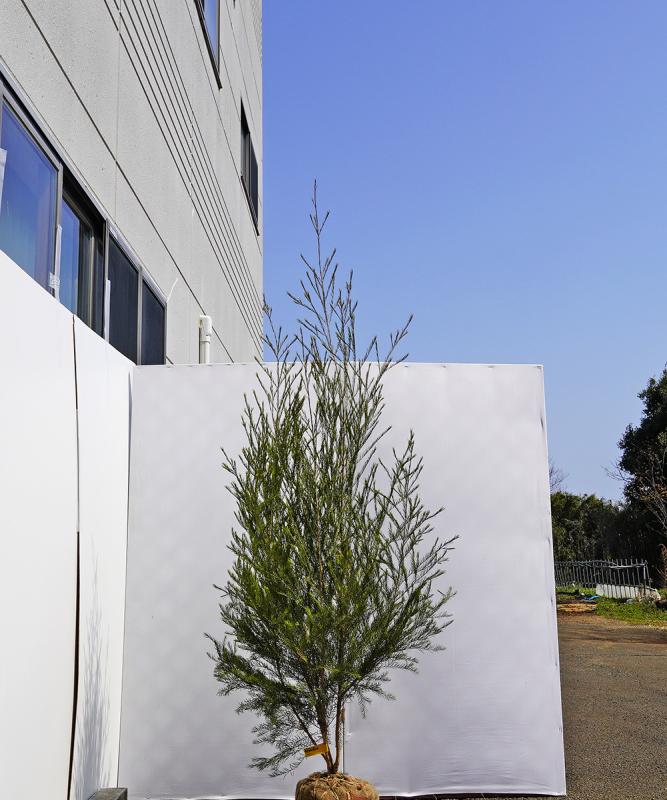 btma8-20  メディカルティーツリー株立ち　高さ2.0ｍ 不在置き了承