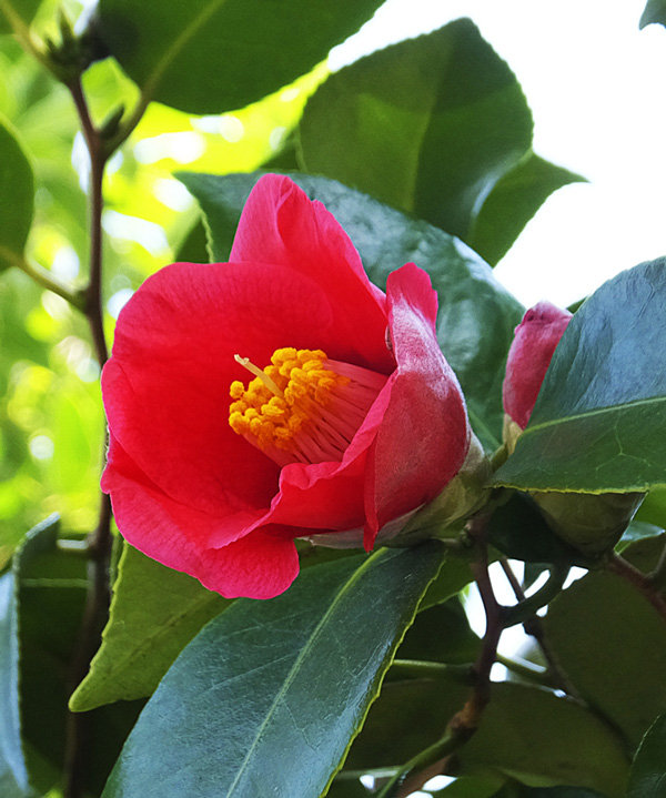 ヤブツバキ　高さ30㎝程度