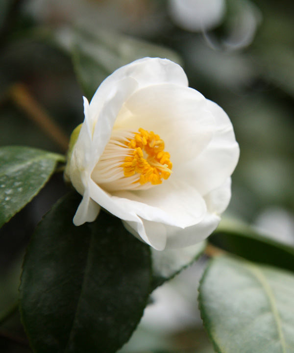 ヤブツバキ　白花　高さ30㎝程度