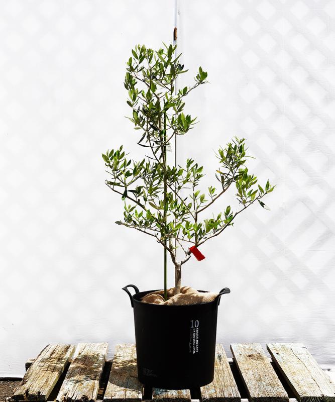 bole4-09 鉢植えオリーブ「ロシオーラ」 高さ0.9m（全高1.2m程度）ポットサイズ10号