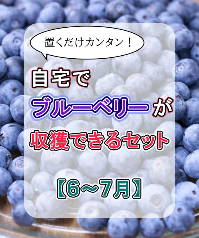 【６～7月収獲】ブルーベリー収穫セット　ノーザンハイブッシュ系　2～3年生苗　高さ40～60cm程度