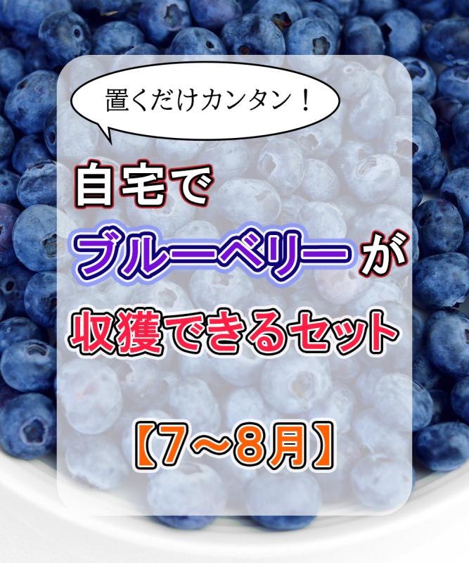 【７～８月収獲】ブルーベリー収穫セット　ラビットアイ系　2～3年生苗　高さ40～60cm程度