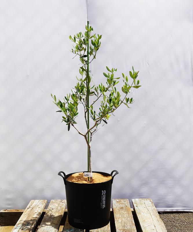 bolf8-10 鉢植えオリーブ「コレッジョラ」 高さ100cm（全高1.3m程度）ポットサイズ10号