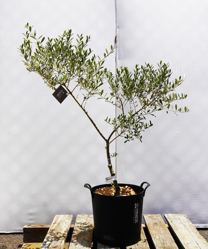 bolf11-9 鉢植えオリーブ「ネバディロブランコ」 高さ90cm（全高1.2m程度）ポットサイズ10号