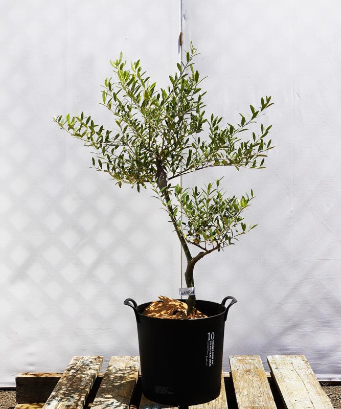 bolf12-09 鉢植えオリーブ「ネバディロブランコ」 高さ90cm（全高1.2m程度）ポットサイズ10号
