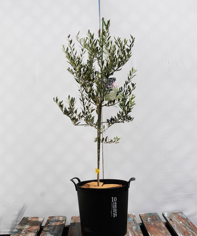 coja9-10 鉢植えオリーブ「カヨンヌ」 高さ1.0m（全高1.3m程度）ポットサイズ10号
