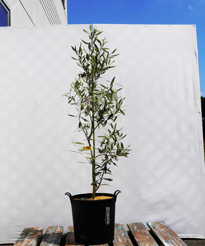 coja13-12 鉢植えオリーブ「カロレア」 高さ1.2m（全高1.5m程度）ポットサイズ10号