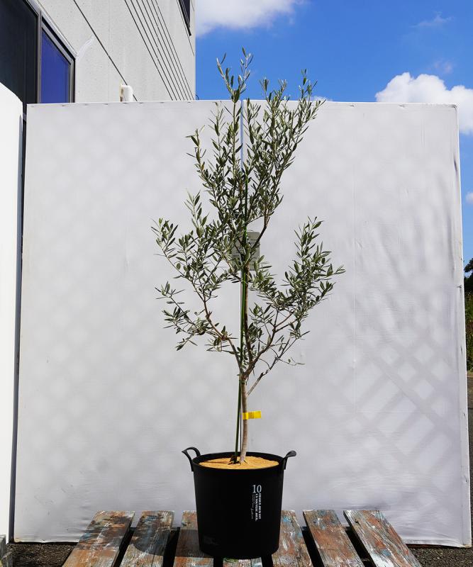 coja16-13 鉢植えオリーブ「バロウニ」 高さ1.3m（全高1.6m程度）ポットサイズ10号