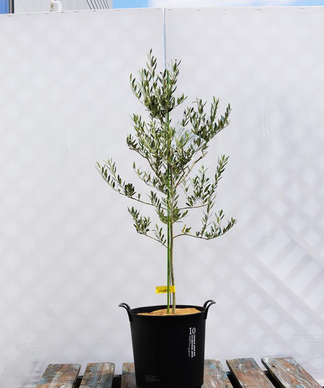 coja11-10 鉢植えオリーブ「カヨンヌ」 高さ1.0m（全高1.3m程度）ポットサイズ10号