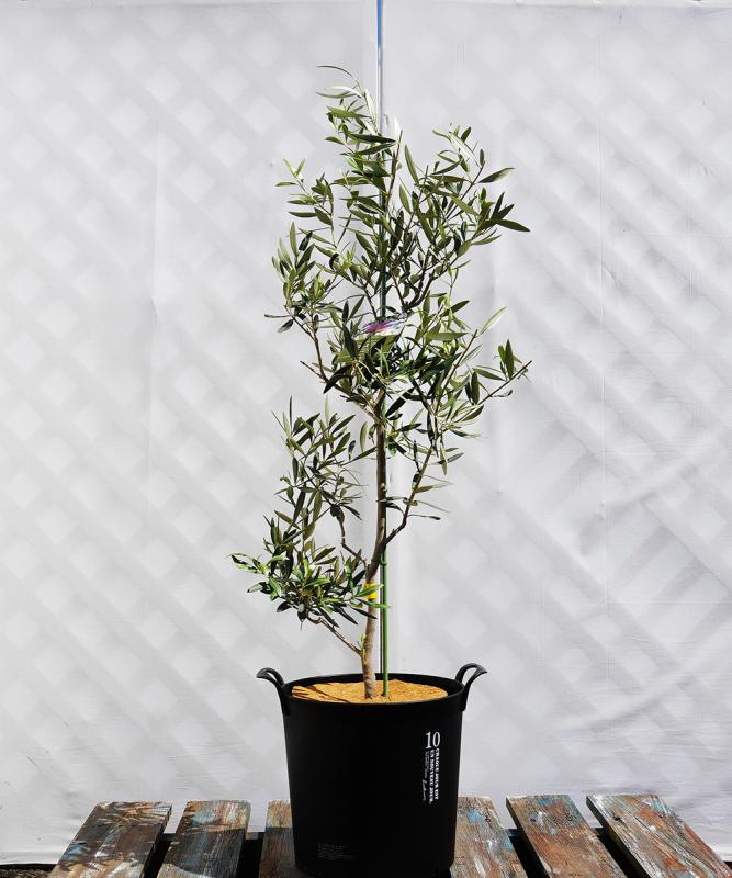 coja14-10鉢植えオリーブ「カロレア」 高さ1.0m（全高1.3m程度）ポットサイズ10号