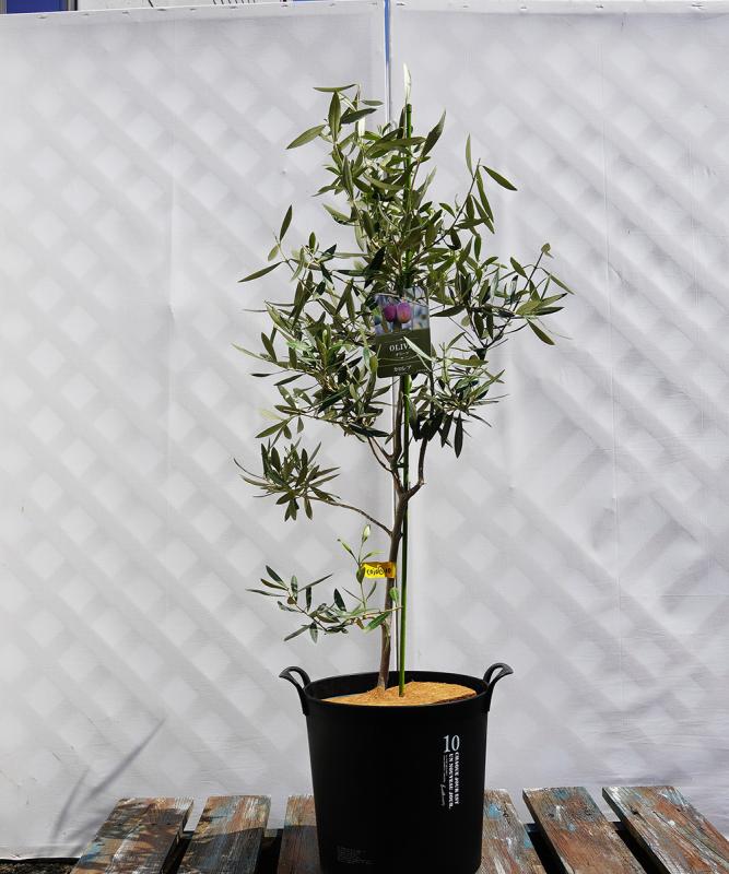 coja15-10 鉢植えオリーブ「カロレア」 高さ1.0m（全高1.3m程度）ポットサイズ10号