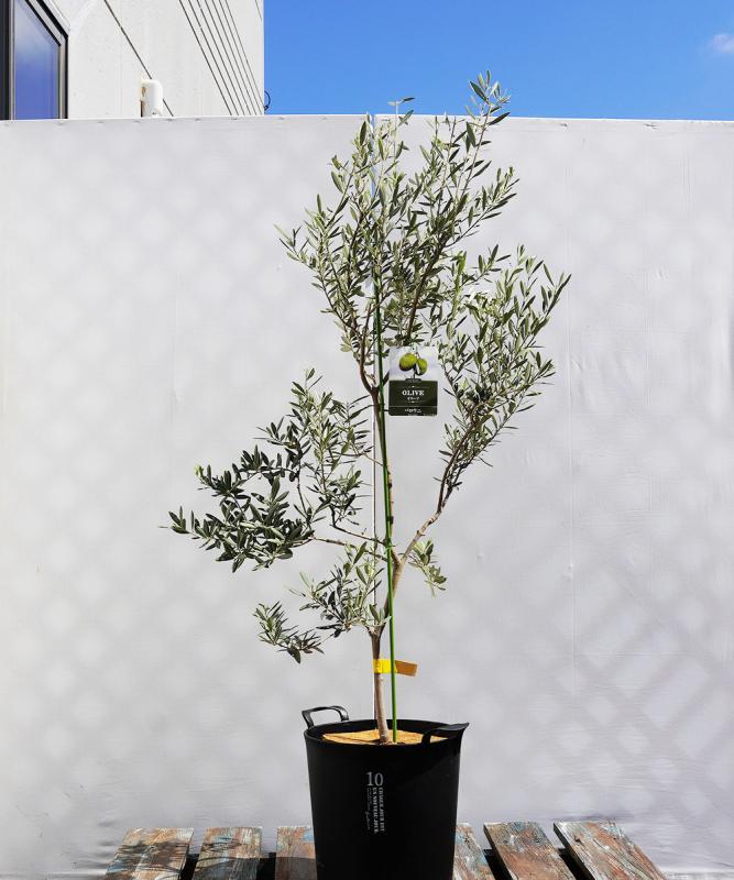 coja18-13 鉢植えオリーブ「バロウニ」 高さ1.3m（全高1.6m程度）ポットサイズ10号