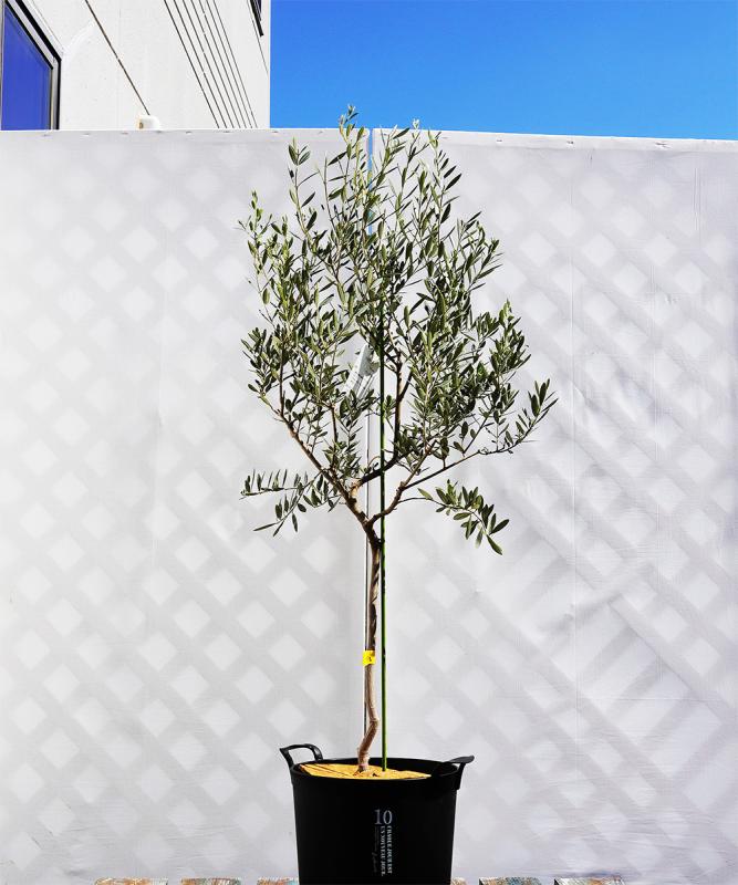 coja19-13 鉢植えオリーブ「バロウニ」 高さ1.3m（全高1.6m程度）ポットサイズ10号
