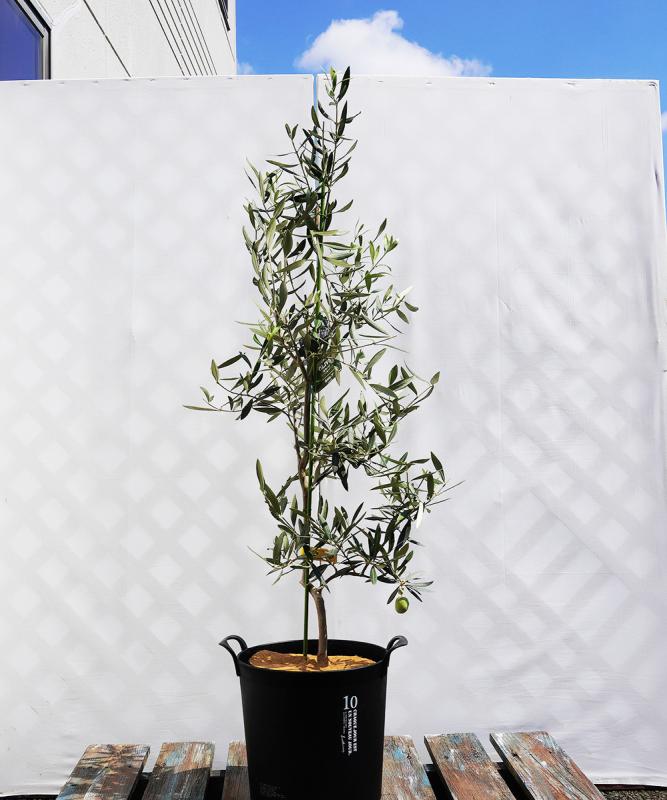 coja20-12 鉢植えオリーブ「カロレア」 高さ1.2m（全高1.5m程度）ポットサイズ10号