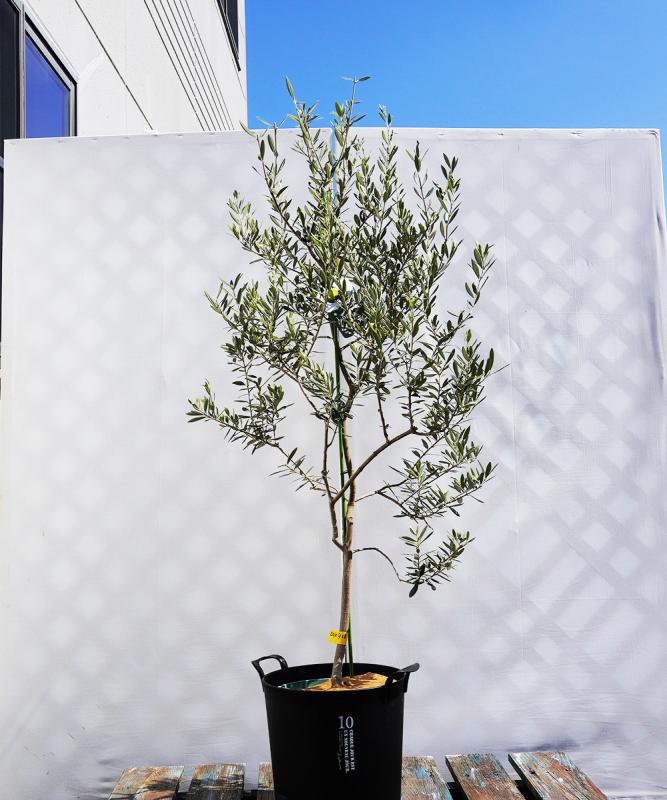 coja22-13 鉢植えオリーブ「バロウニ」 高さ1.3m（全高1.6m程度）ポットサイズ10号