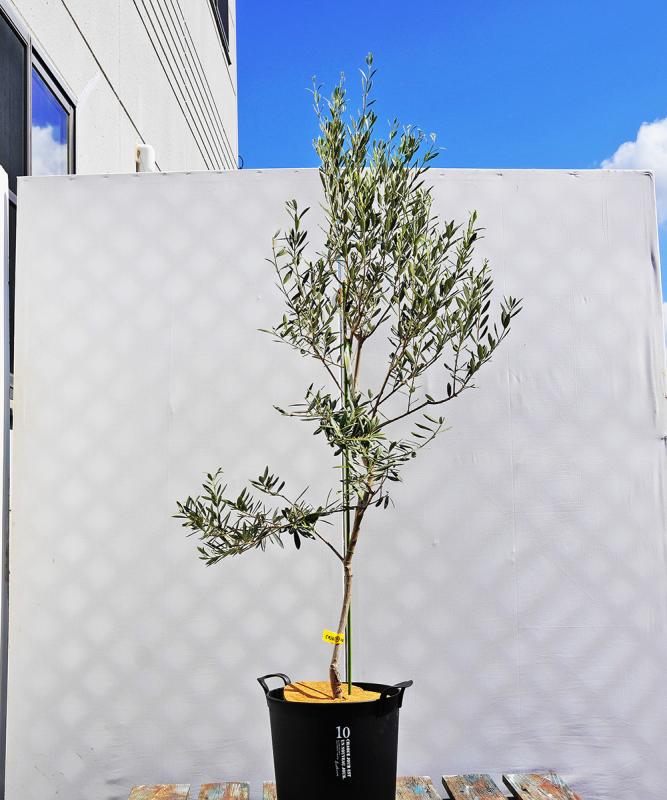 coja23-14 鉢植えオリーブ「バロウニ」 高さ1.4m（全高1.7m程度）ポットサイズ10号
