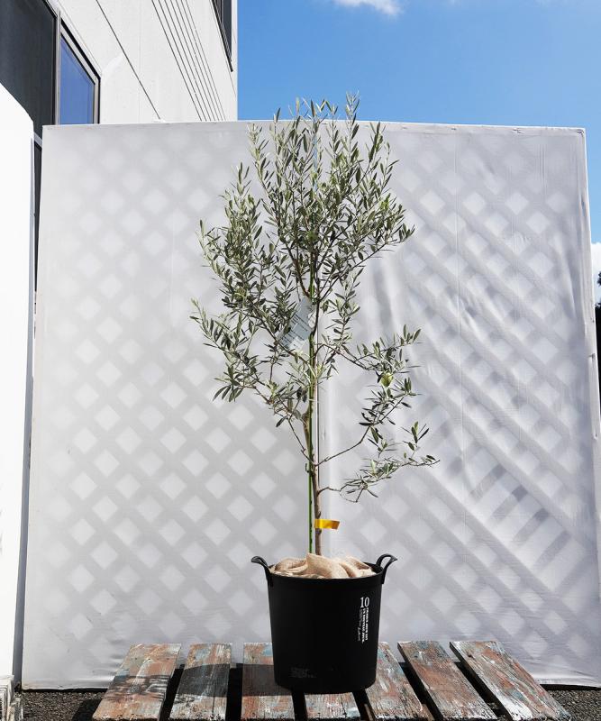 coja24-13 鉢植えオリーブ「バロウニ」 高さ1.3m（全高1.6m程度）ポットサイズ10号