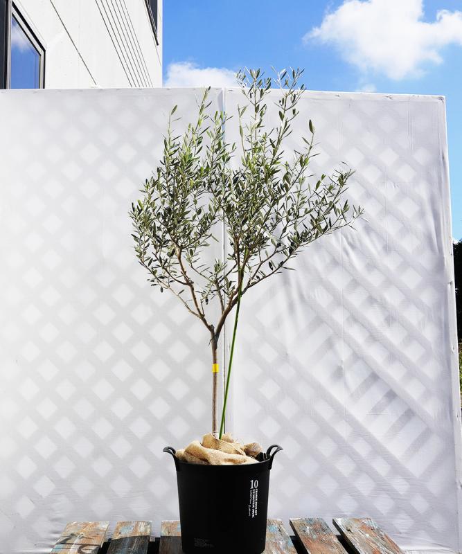 coja25-13 鉢植えオリーブ「バロウニ」 高さ1.3m（全高1.6m程度）ポットサイズ10号
