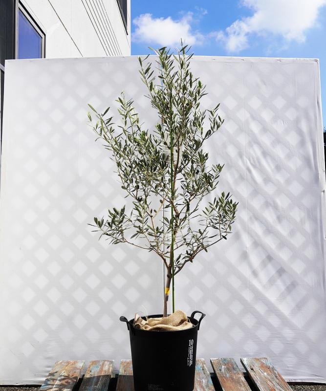 coja26-12 鉢植えオリーブ「バロウニ」 高さ1.2m（全高1.5m程度）ポットサイズ10号