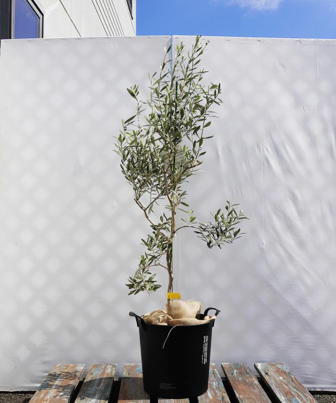 coja27-12 鉢植えオリーブ「バロウニ」 高さ1.2m（全高1.5m程度）ポットサイズ10号