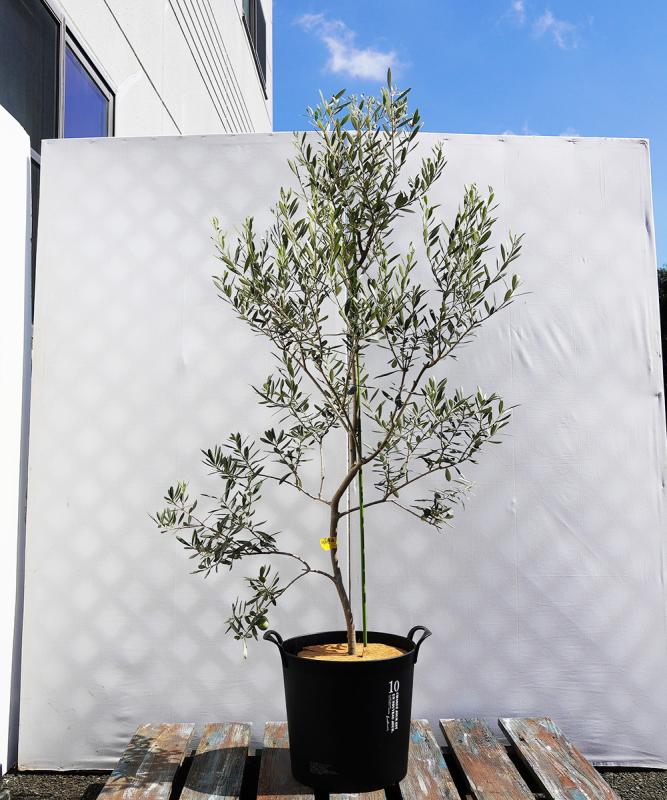 coja28-13 鉢植えオリーブ「バロウニ」 高さ1.3m（全高1.6m程度）ポットサイズ10号