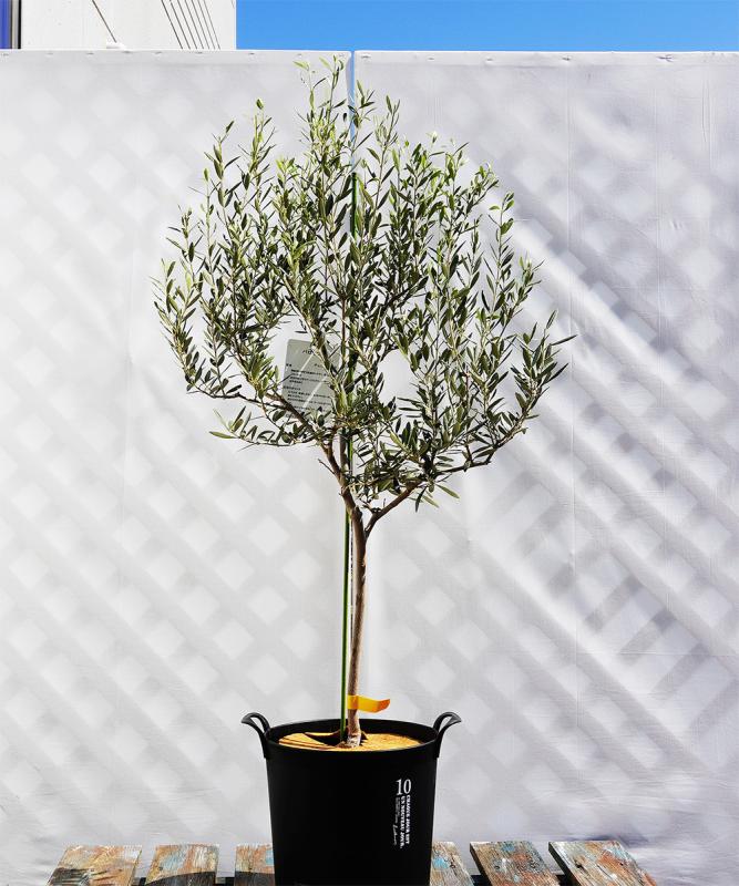 coja32-12 鉢植えオリーブ「バロウニ」 高さ1.2m（全高1.5m程度）ポットサイズ10号