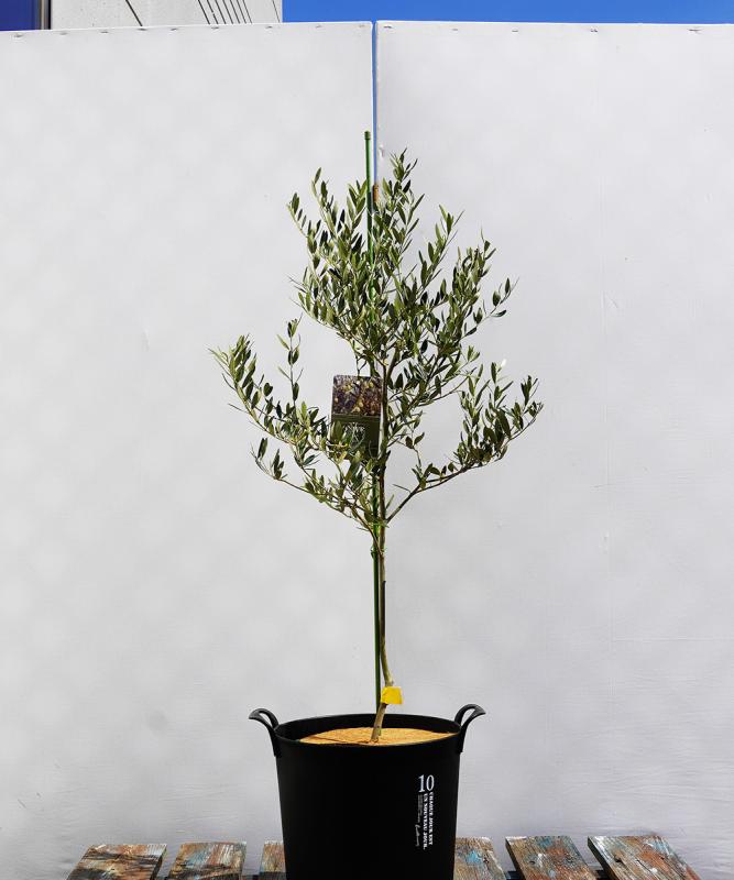 coja33-10 鉢植えオリーブ「カヨンヌ」 高さ1.0m（全高1.4m程度）ポットサイズ10号