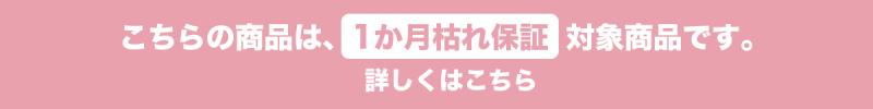 この商品は1ヵ月枯れ保証対象商品です。