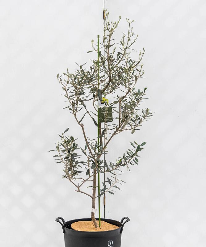 cola11-10 鉢植えオリーブ「バロウニ」 高さ1.0m（全高1.3m程度）ポットサイズ10号
