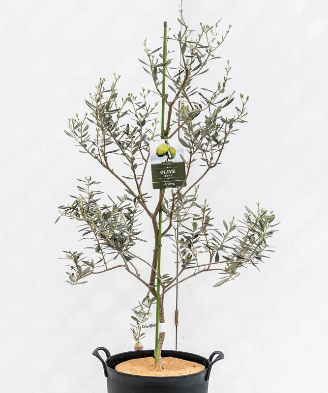 cola15-10 鉢植えオリーブ「バロウニ」 高さ1.0m（全高1.3m程度）ポットサイズ10号