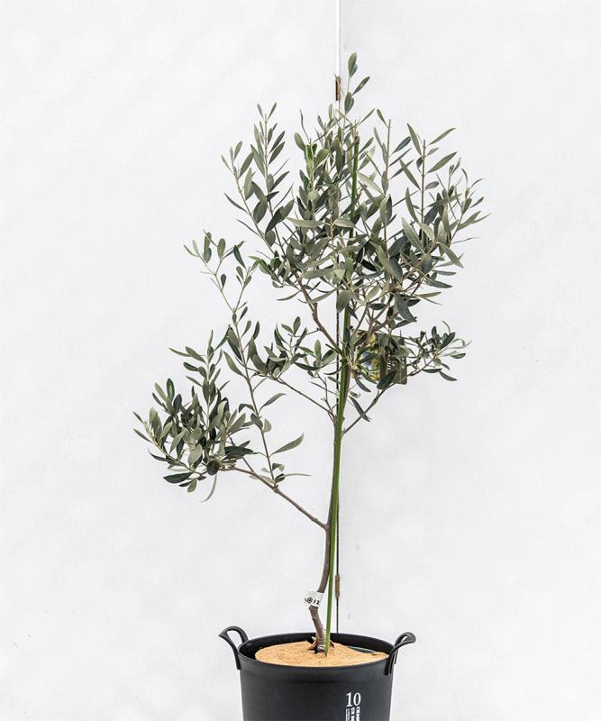 colb4-12 鉢植えオリーブ「カラマタ」 高さ1.2m（全高1.5m程度）ポットサイズ10号