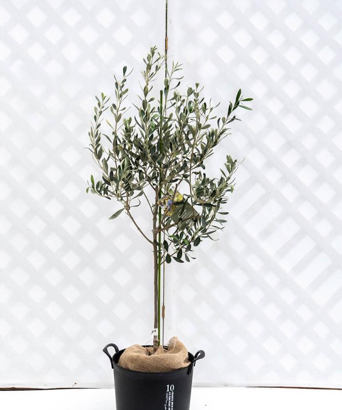 colb7-12 鉢植えオリーブ「カラマタ」 高さ1.2m（全高1.5m程度）ポットサイズ10号