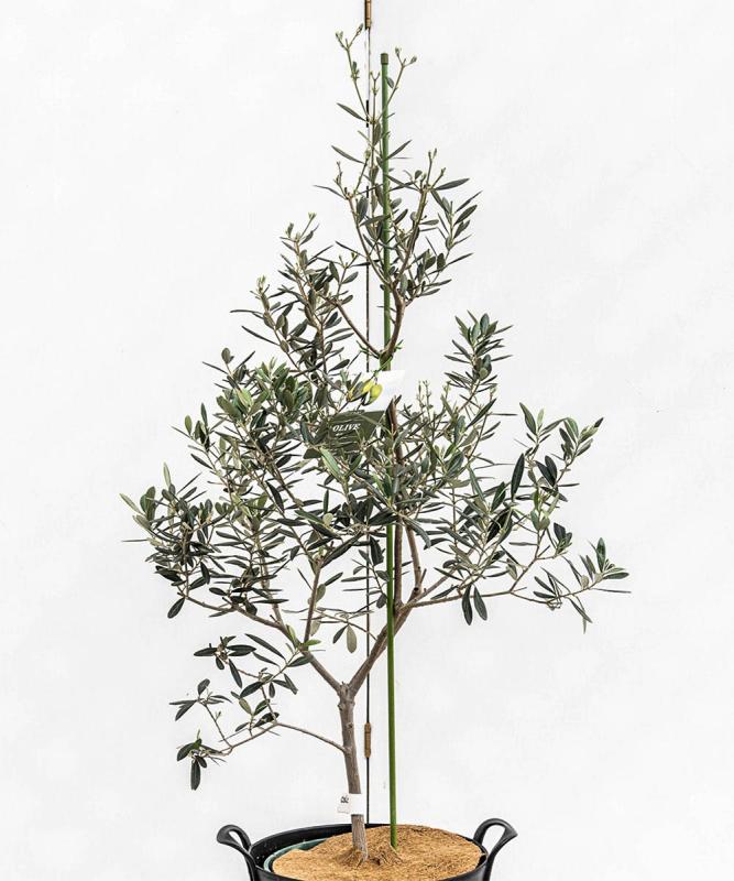 colc1-10 鉢植えオリーブ「バロウニ」 高さ1.0m（全高1.3m程度）ポットサイズ10号