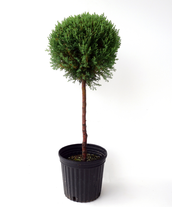 ローズダリス スタンダード仕立て　21cmポット　高さ60cm～70cm程度