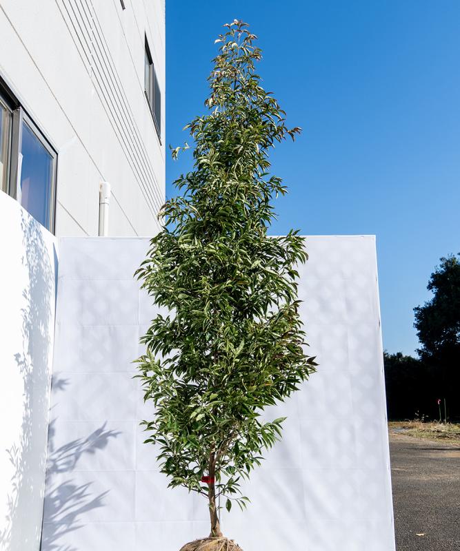 cjma7-24 常緑ヤマボウシ赤花「メリーピンクペイジ」高さ2.4ｍ　不在置き了承商品