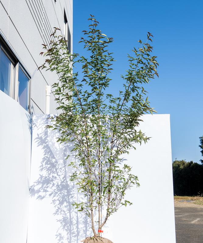 cjmb11-24 常緑ヤマボウシ赤花「メリーピンクペイジ」株立ち 高さ2.4ｍ　不在置き了承商品