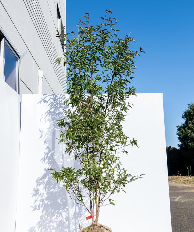 cjmb12-21 常緑ヤマボウシ赤花「メリーピンクペイジ」株立ち 高さ2.1ｍ　不在置き了承商品