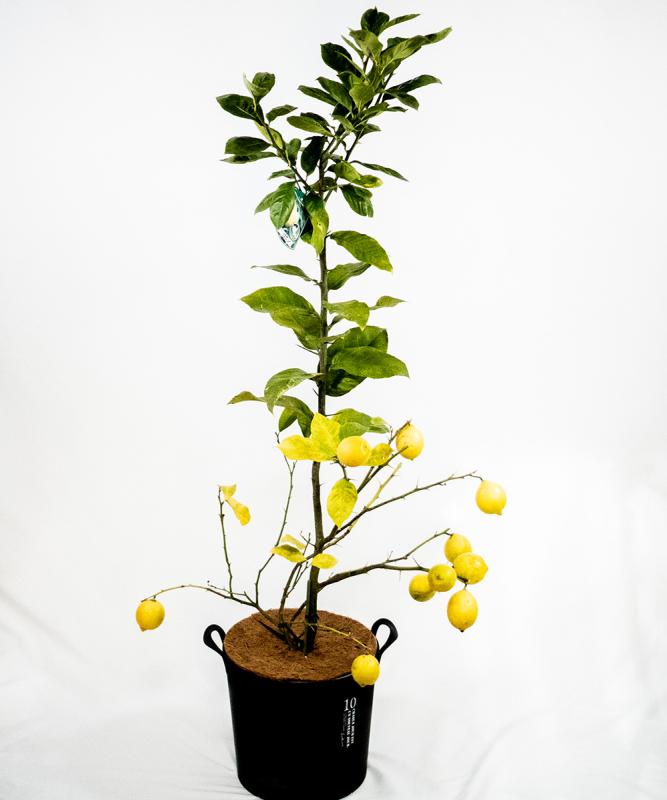 lemon1 実付き販売 レモン「リスボン」10号鉢　高さ1.2ｍ（鉢底から1.5ｍ）