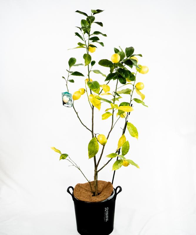lemon2 実付き販売 レモン「リスボン」　10号鉢　高さ1.2ｍ（鉢底から1.5ｍ）
